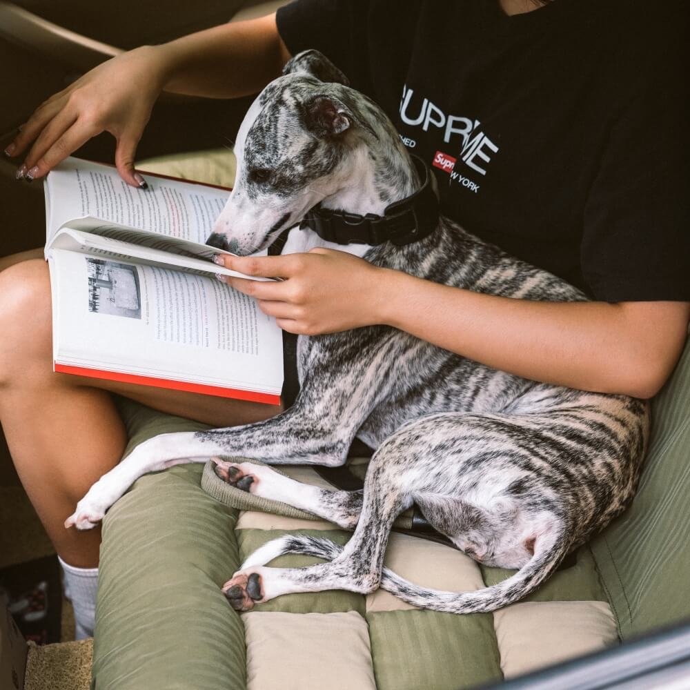 Reisepolster, Sicherheits-Rücksitz, großes Hunde-Autositzbett – Schachbrett-Lounge