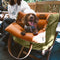 Urban Voyager Dog Car Booster Bed
