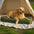 Portable Multi-function Water-resistant Scratch Resistant Inflatable Dog Bed