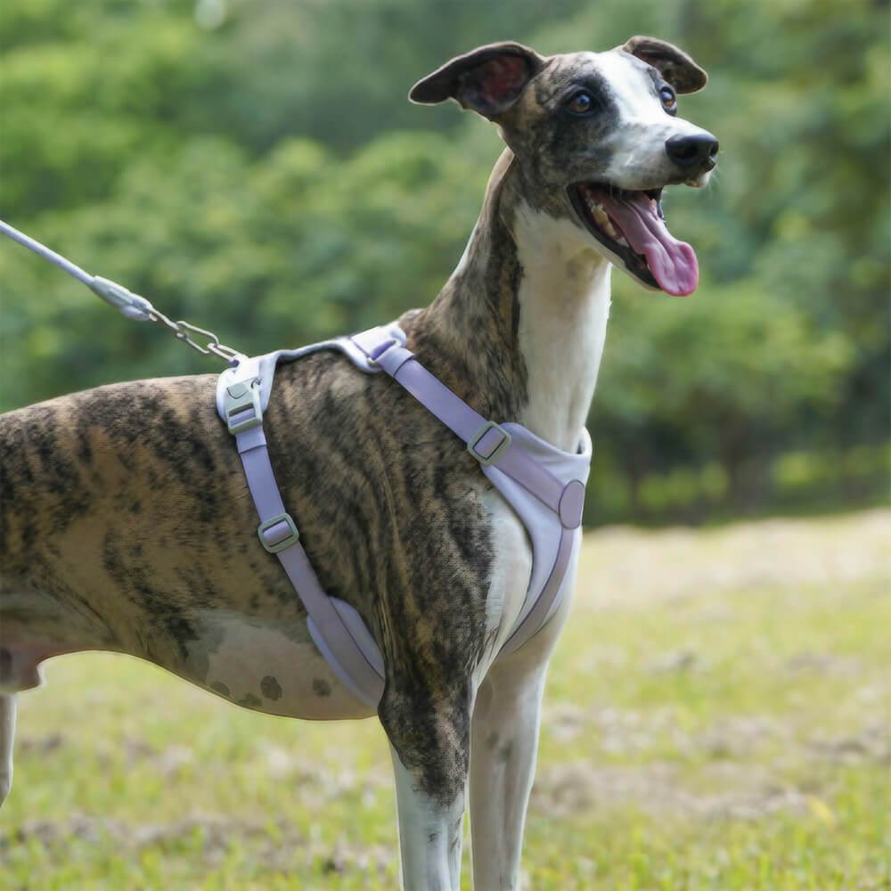 Vollständige Kontrolle, komfortables No-Pull-Hundegeschirr- und Leinen-Set