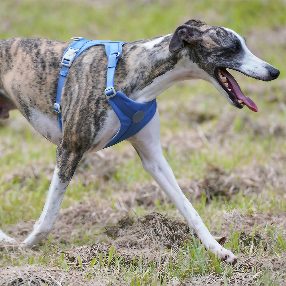 Vollständige Kontrolle, komfortables No-Pull-Hundegeschirr- und Leinen-Set